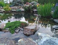 rok po założeniu oczka (2)