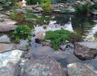 rok po założeniu oczka