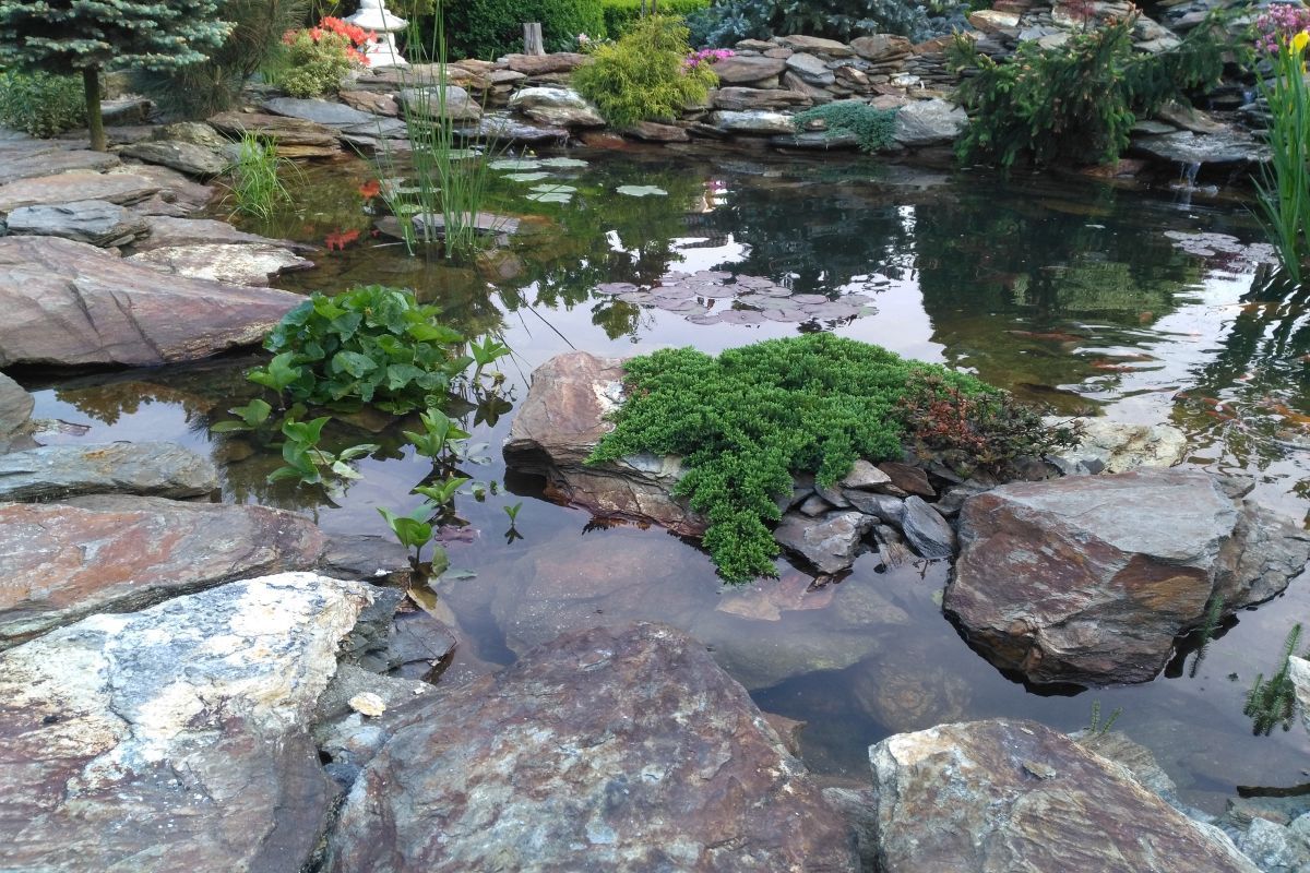 rok po założeniu oczka