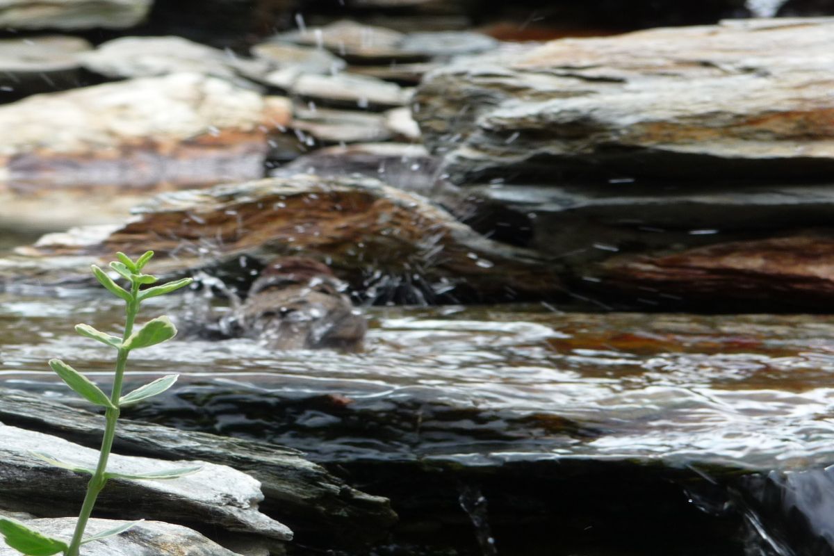 Siemianowice kaskada z bliska 24