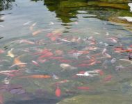 Siemianowice wykonanie oczka wodnego 6