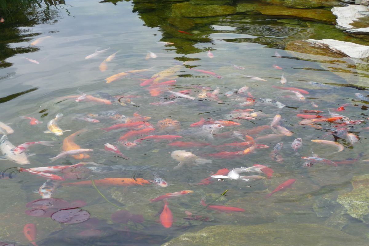 Siemianowice wykonanie oczka wodnego 6