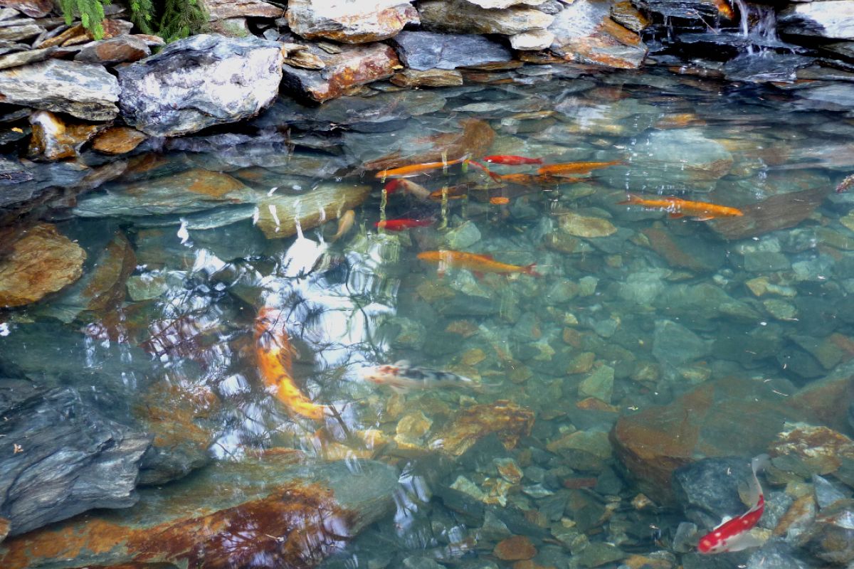 D. Gornicza wykonanie oczka wodnego 5