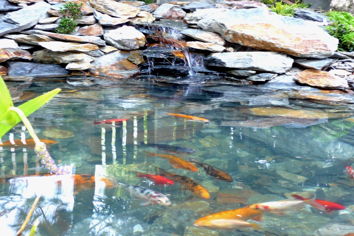 D. Gornicza wykonanie oczka wodnego 3