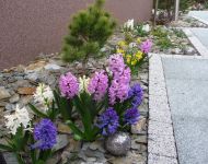 Wyry wykonanie załozenia ogrodu 7